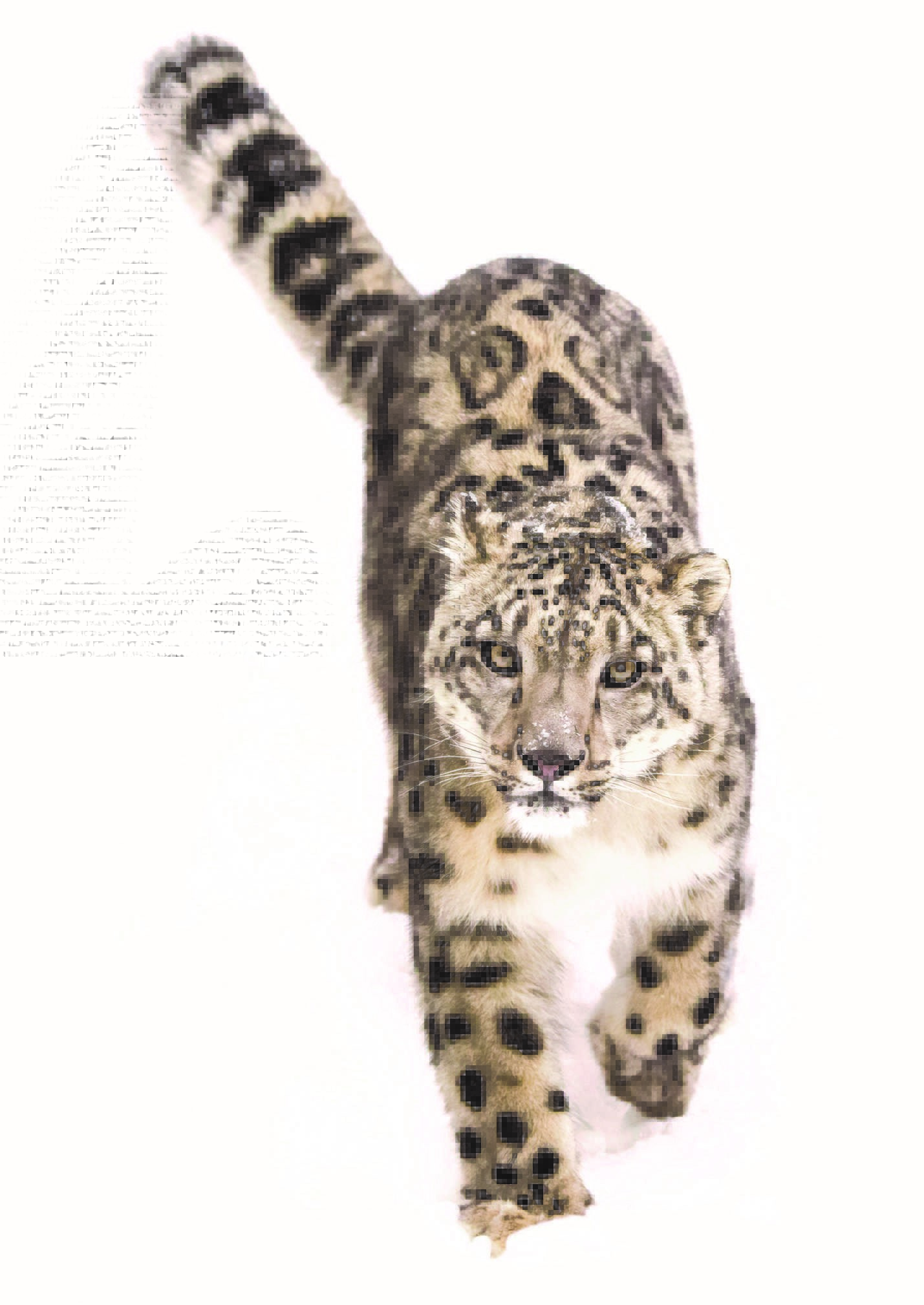 Snow Leopard Card