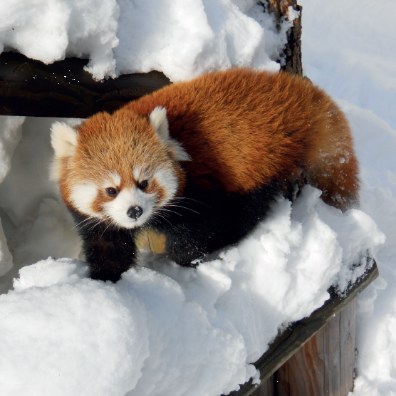 Red Panda Card
