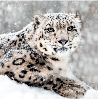 Snow Leopard Card